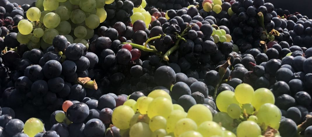 VENDANGES EN CHAMPAGNE : LE PIRE ET LE MEILLEUR 