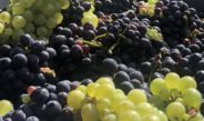 VENDANGES EN CHAMPAGNE : LE PIRE ET LE MEILLEUR 