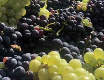 VENDANGES EN CHAMPAGNE : LE PIRE ET LE MEILLEUR